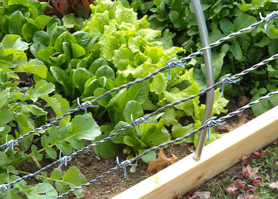 Hot Dipped Galvanized Steel Barbed Wire 12Gauge for Security Fencing